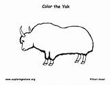 Yak Coloring Page sketch template