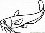 Printable Catfish Coloring Pages sketch template