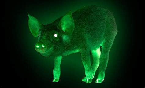 Glow-in-the-dark pig video: Chinese scientists use Jellyfish DNA to create fluorescent pigs.