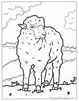 Sheep Coloring Pages sketch template