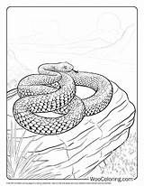 100  Snake coloring pages Free PDF To Print Woo Coloring sketch template