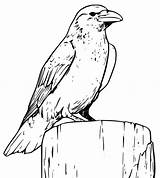 Outline Raven Coloring Page  Free Printable Pages For Kids sketch template