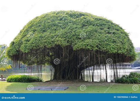 Big Banyan Tree Near the Lake Stock Photo - Image of horizontal, garden: 150290066