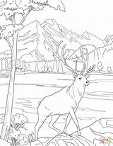 Mule Deer Coloring Pages sketch template