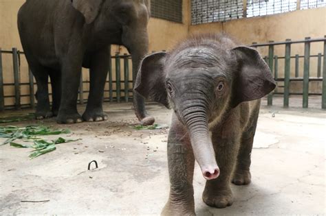 Sambut World Elephant Day, Bayi Gajah Sumatera Lahir di Taman Safari Prigen