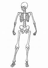 Free Printable Skeleton Coloring Pages For Kids sketch template
