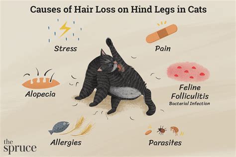 Cat Losing Hair On Back Legs And Belly | vlr.eng.br