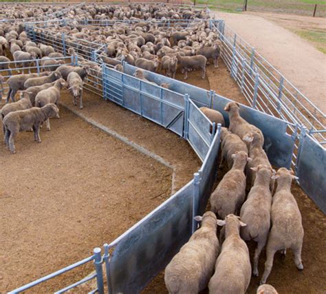 Customised On-Property Sheepyards - Atlex Stockyards