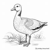 Goose Coloring Pages  Free & Printable sketch template