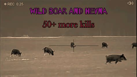 wild boar hunting can be more than 50 in one night - YouTube