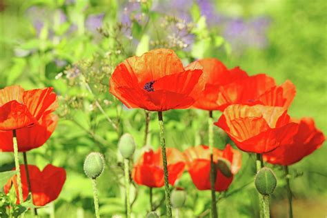 Poppy Garden Photograph by Debbie Oppermann - Fine Art America