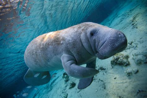 How You Can Get Involved With Manatee Conservation