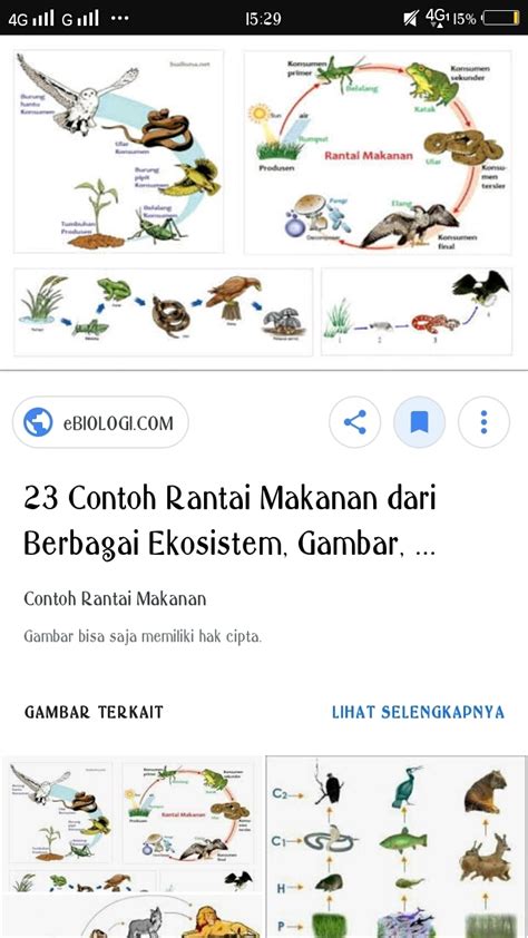 Contoh Rantai Makanan Pada Ekosistem Hutan – Berbagai Contoh