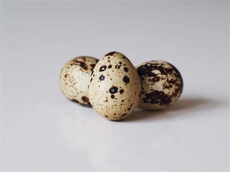 Quail Eggs for Babies - When Can Babies Eat Quail Eggs - How to Serve Quail Eggs to Babies ...