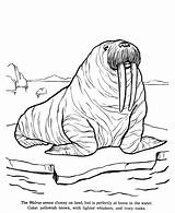 Arctic Animals Coloring Pages  Best For Kids sketch template