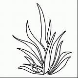 Seaweed Coloring Pages At GetColoringscom  Free Printable Colorings sketch template