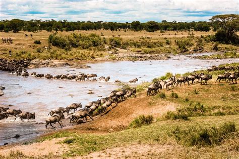 Mara River Crossing, Northern Serengeti, Tanzania | For Instants