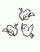 Different Birds Coloring Pages  Home sketch template