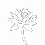 Water Lily Flower Coloring Page And Book Lotus Hand Drawn Line Art  sketch template