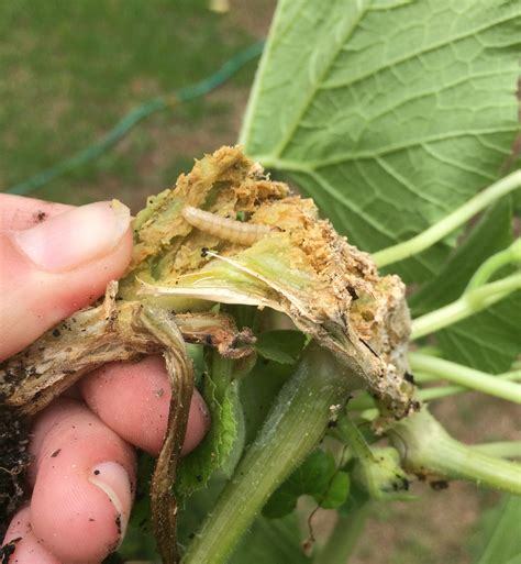 The Mighty Squash Vine Borer | Tallahassee.com Community Blogs