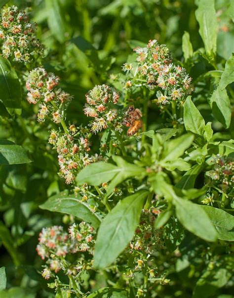 Mignonette 'Machet' - Reseda odorata seeds - Select Seeds | Seeds ...