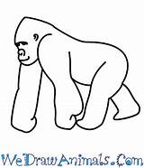 How To Draw A Cartoon Gorilla Drawing Tutorials For Kids sketch template