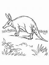 Aardvark coloring Pages sketch template