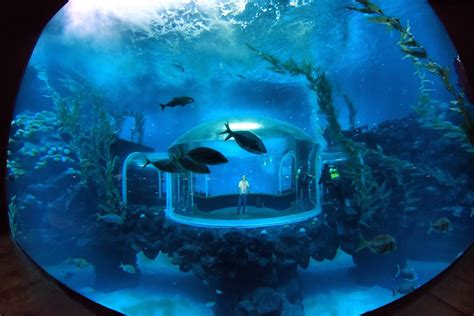 Poema del Mar aquarium opens at Loro Parque, Gran Canaria | blooloop