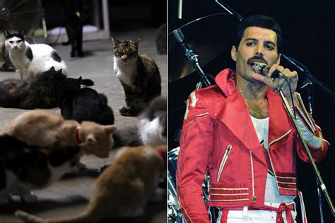 A Cat Has Gone Viral for Resembling Queen’s Freddie Mercury | DRGNews