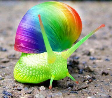 Rainbow Snail | Colorful animals, Animals beautiful, Snail