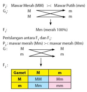 PENDIDIKAN LAMPUNG: Pewarisan Sifat: Persilangan Monohibrid ...