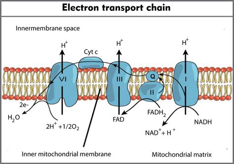 Final Acceptor Of Electrons In The Electron Transport Chain