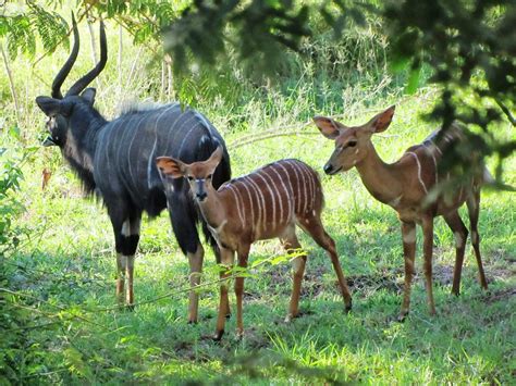 Nyala antelope | South african animals, Africa wildlife, Hooved animal