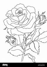 Black And White outline vector coloring Book Page For Adults  sketch template