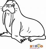 Must Know Walrus Coloring Page Article  Xsadzca sketch template