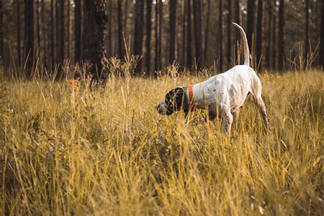 Quail Hunting — Samara Plantation