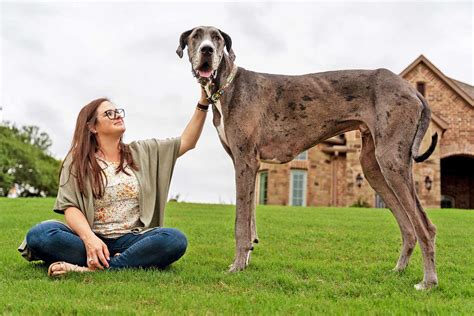 World S Tallest Dog Guinness World Records Honors Zeus The Great Dane ...