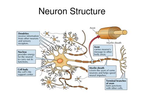 Structure And Classification Of Neurons