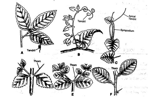 Botanica: MORPHOLOGY OF STEM