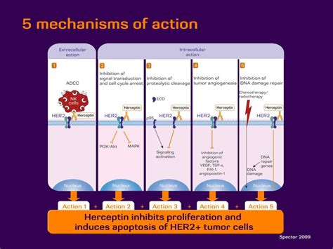 PPT - HERCEPTIN PowerPoint Presentation, free download - ID:2026978