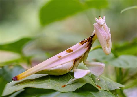 Rare Orchid Mantis encountered today in Chiang Mai, Thailand. A7Rii, 24 ...