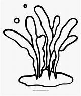 Free Seaweed Drawings Coloring Pages Sketch Page sketch template