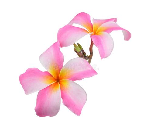 Frangipani Flower on White Background Stock Image - Image of isolated, petal: 42469683