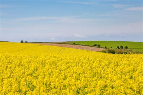 A Spring Sussex Farm Landscape with Canola/Rapeseed Fields Stock Photo - Image of horizontal ...