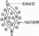 在核移植时通常将整个体细胞而不是细胞核注入去核卵母细胞中下列说法错误的是 A．体细胞太小因而去除细胞核较困难B．细胞质中遗传物质�因而  sketch template
