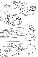Ducks In The pond coloring Page  Free And Printable sketch template