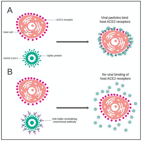 COVID | Free Full-Text | Monoclonal Antibodies as Potential COVID-19 Therapeutic Agents