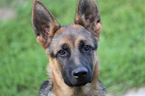 Female German Shepherd Names for Inspiration - PetHelpful