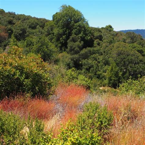 Category: Santa Clara County Parks - Lonely Hiker