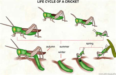 Cricket Biology - The Art of Cricket Cages